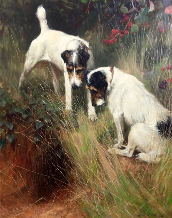 § Arthur Wardle R.I., R.B.C. (1864-1949) Fox terriers beside a rabbit hole 29.5 x 24.5in.